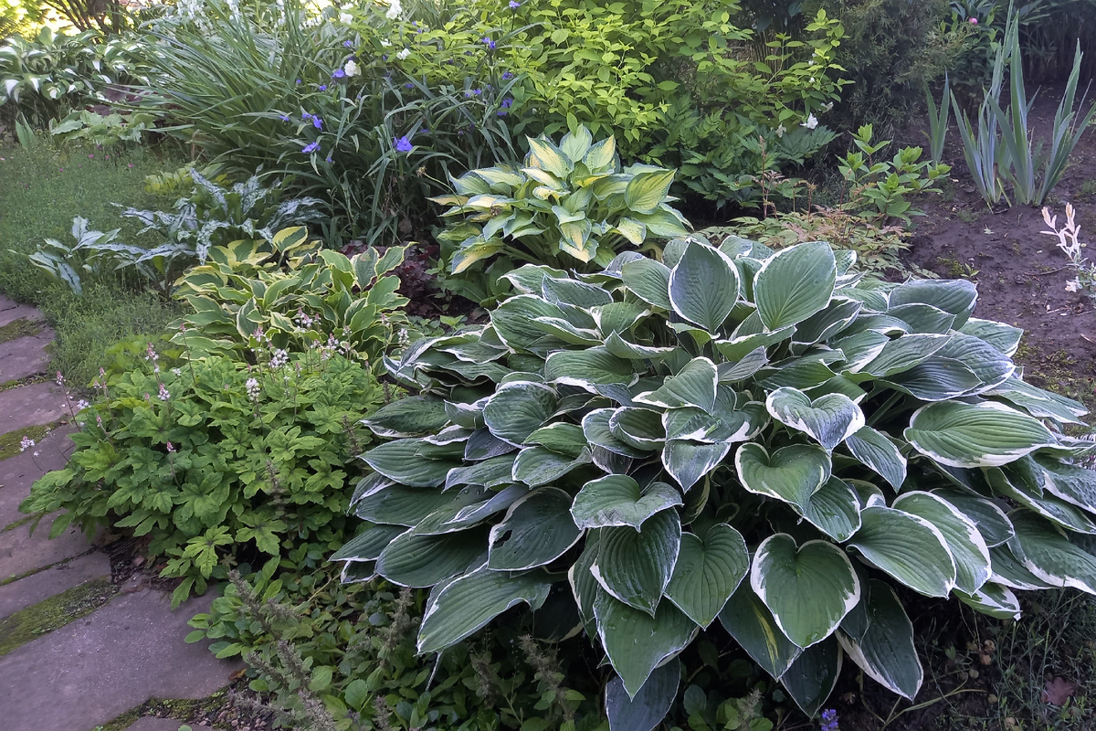 Fortunei Albomarginata ооочень распространенная хоста. И что ж? Красоту не растеряла!