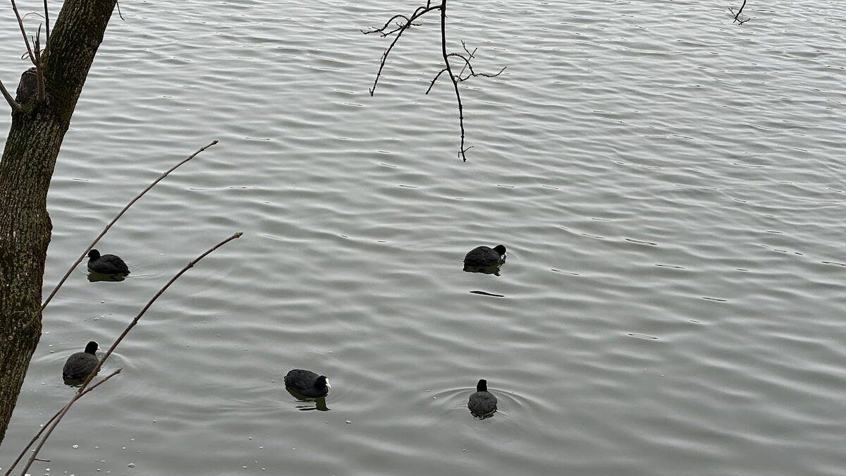    фото: телеканал «Краснодар»