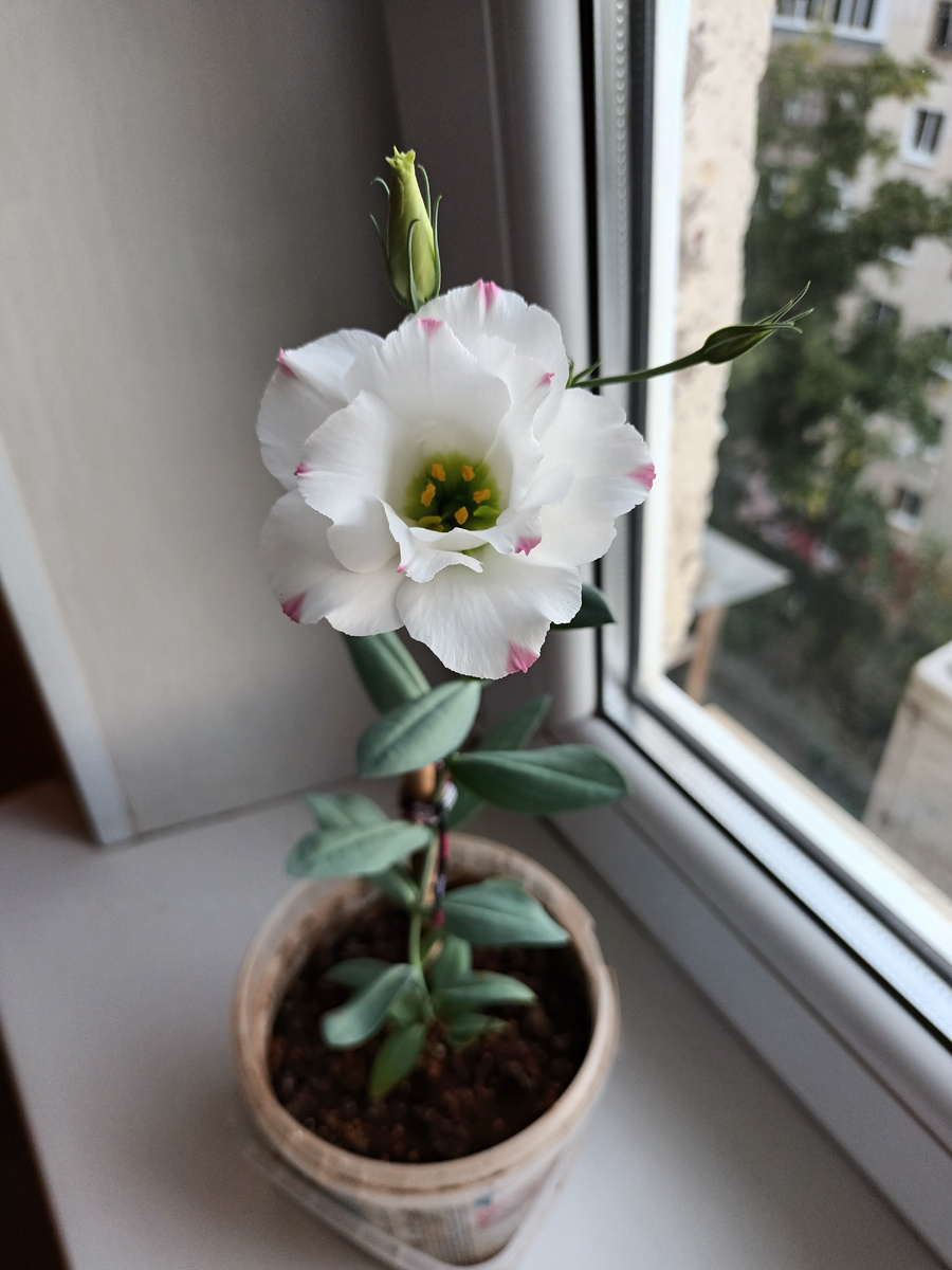 Эхо пикоти розовая. Цветет в июне в комнатных условиях