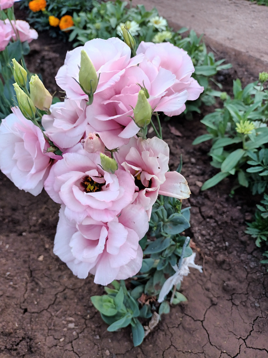 Прошлогодний куст в открытом грунте