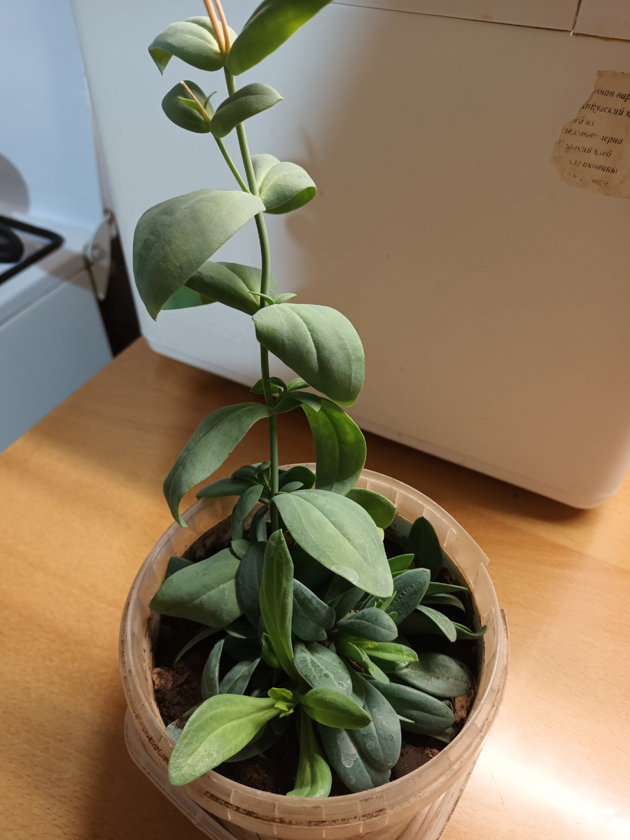 Зимующий куст. Весной высажу. 