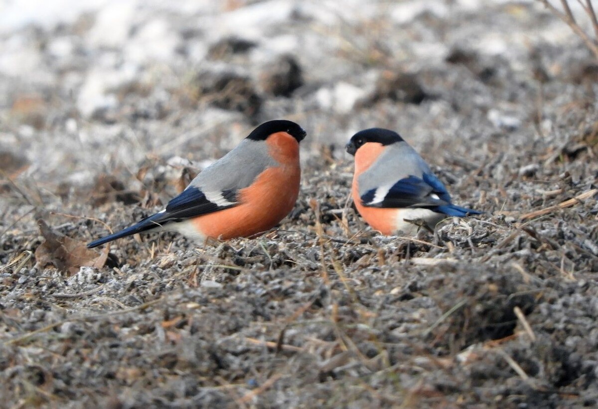    Где чаще всего в Оренбургской области можно встретить снегирей?