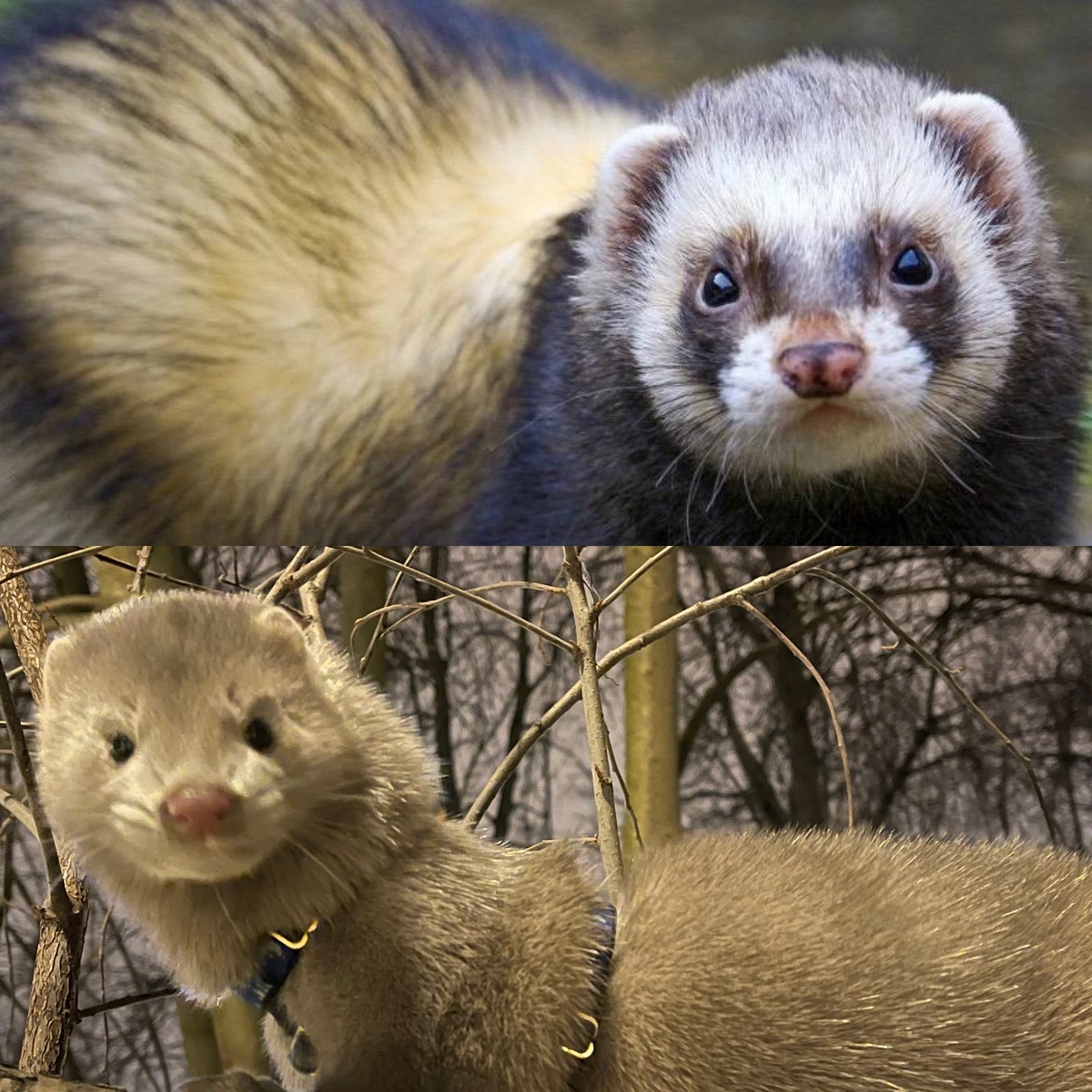 Вверху действительно хорек, внизу-норка Винченцо