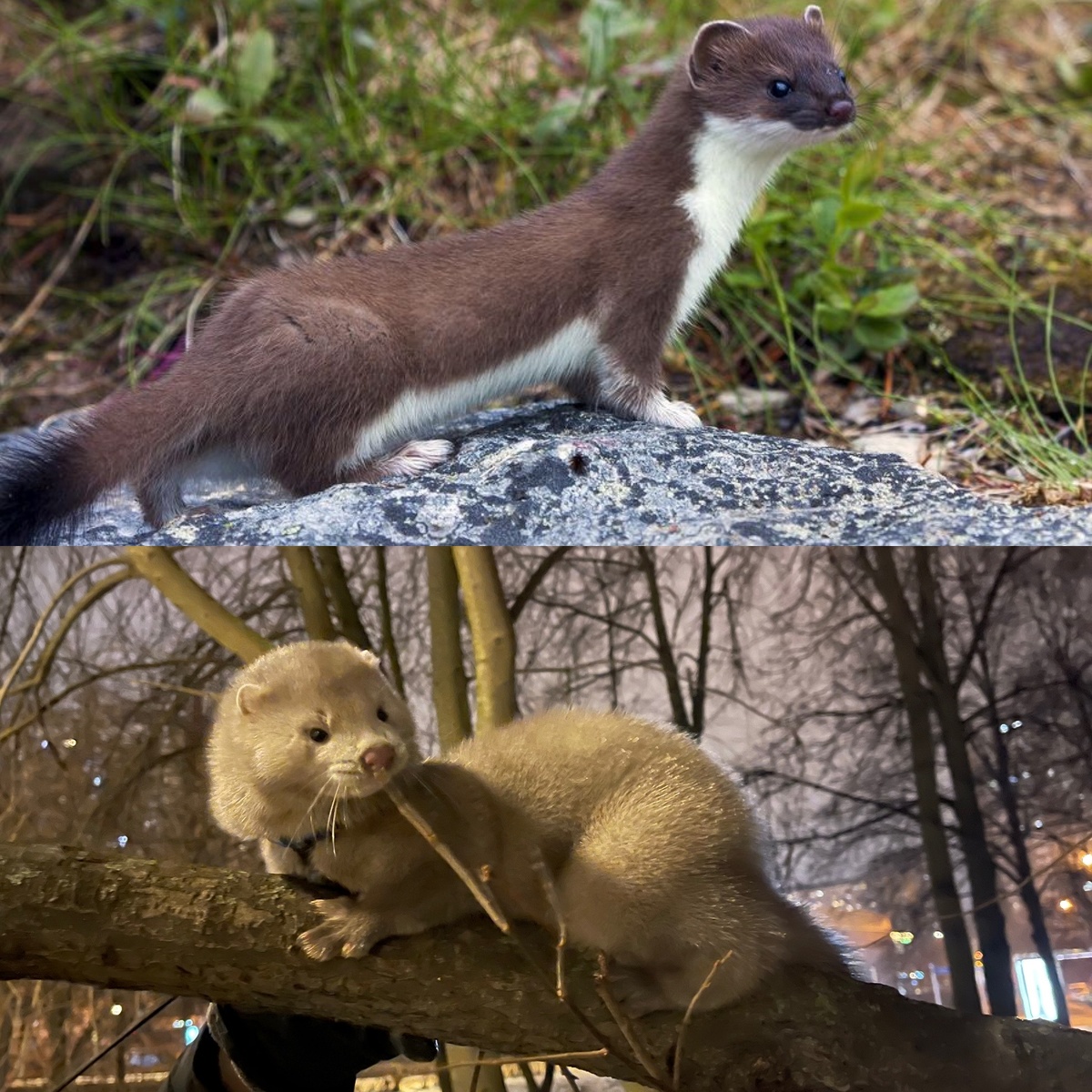Сходство, наверное, есть. Вверху, действительно, ласка. Но все же норка отличается.