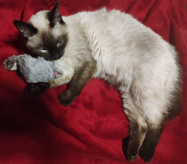 Ника с крысой