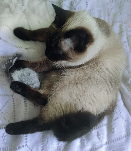 С крысой по жизни