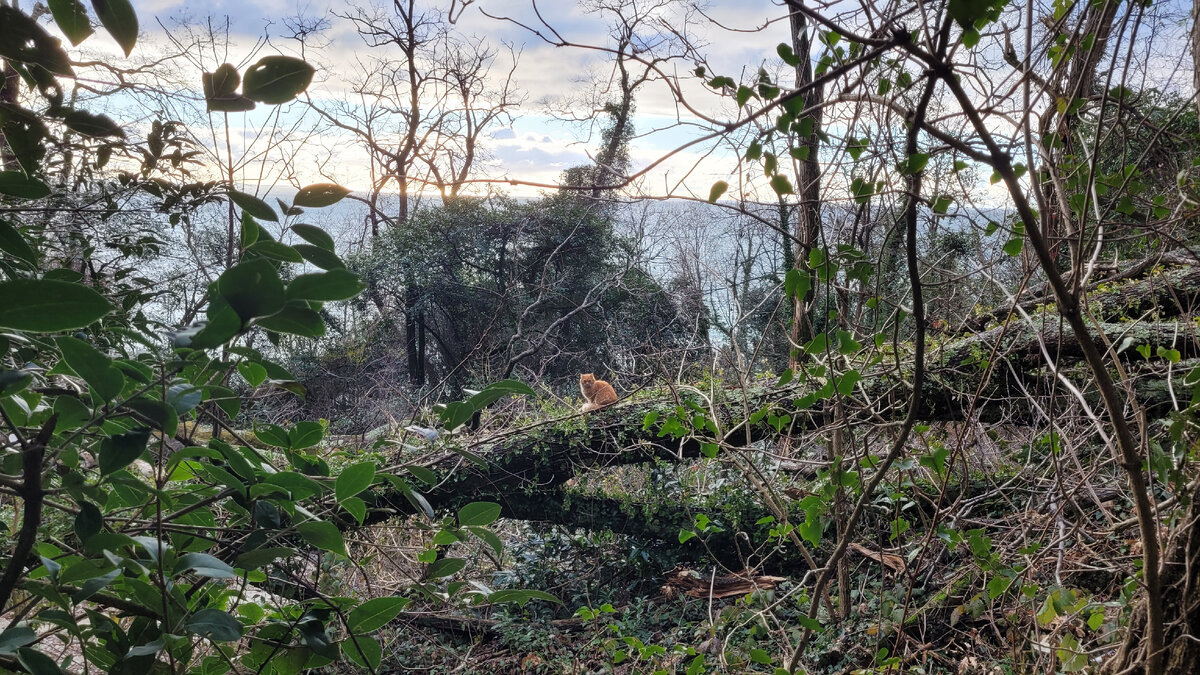 Рыжая кошка пришла посидеть в лесу на закате