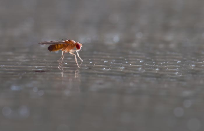 Плодовая муха