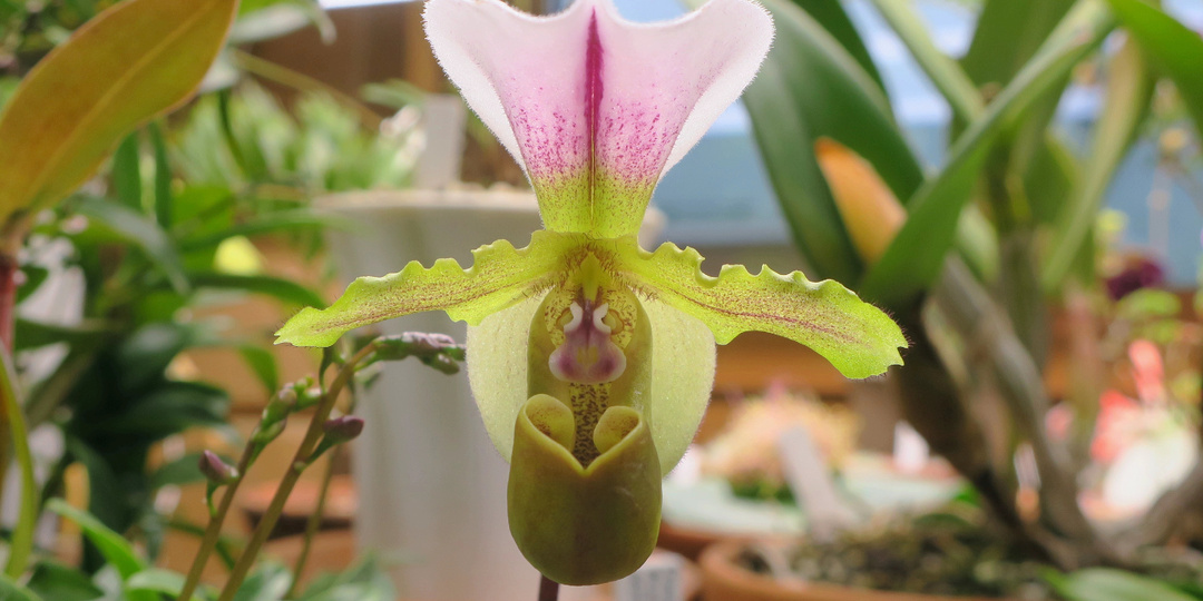 Цветет башмачок Paphiopedilum spicerianum: иногда они возвращаются