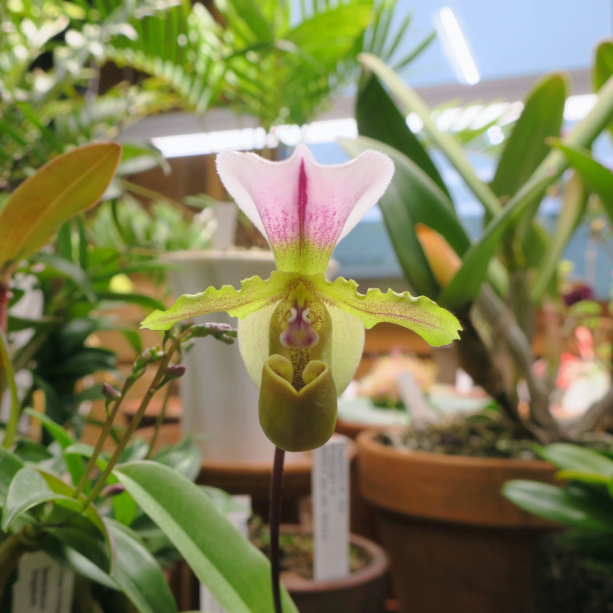 Цветет Пафиопедилюм Спайерса (Paphiopedilum spicerianum)