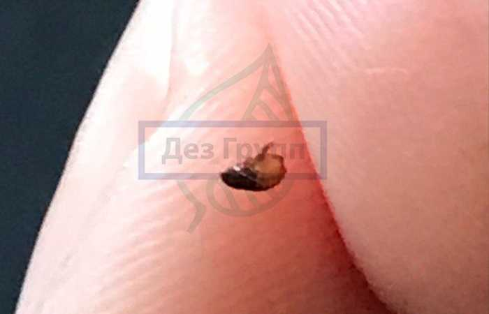 Так выглядит подвальная блоха