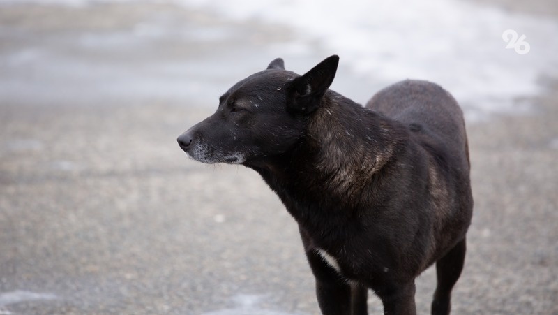      Фото: ИА «Победа26»