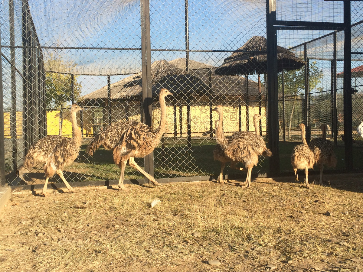 Те самые страусы, еще птенцы. Так начиналась ферма