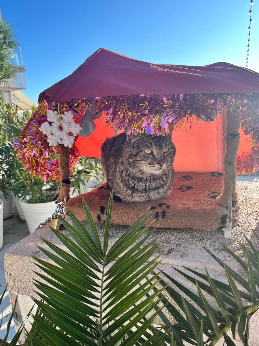 Когда даже у котика есть жильё в Сочи, а у тебя - нет 😆