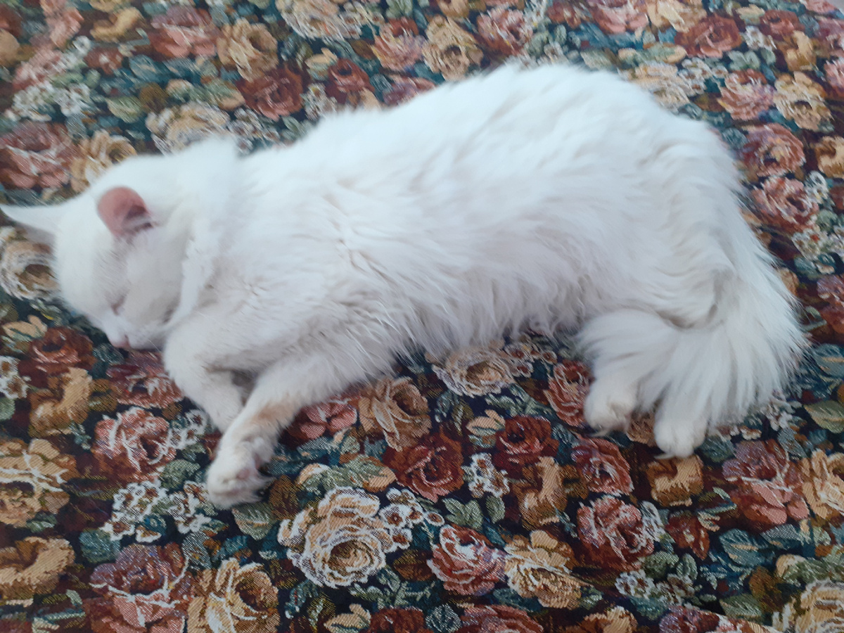 Главное ракурс