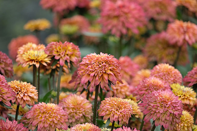 Эхибекия «Шугар Шейк» (Sugar Shake). Источник: Pacific Plug & Liner