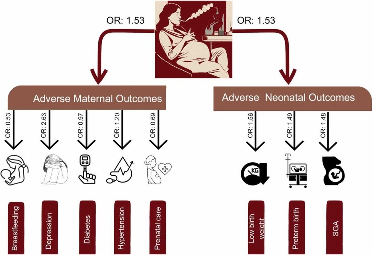    Journal of Hazardous Materials (2024)