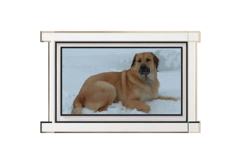 Чинук — это не просто собака, это верный спутник, готовый перенести на своих плечах любые тяжести жизни