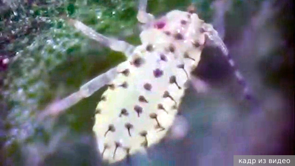     Фото: кадр из видео   
 Текст: Ольга Иванова