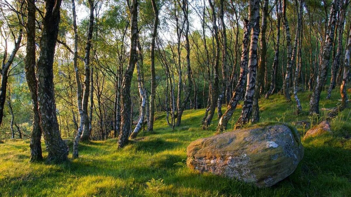 камень в лесу