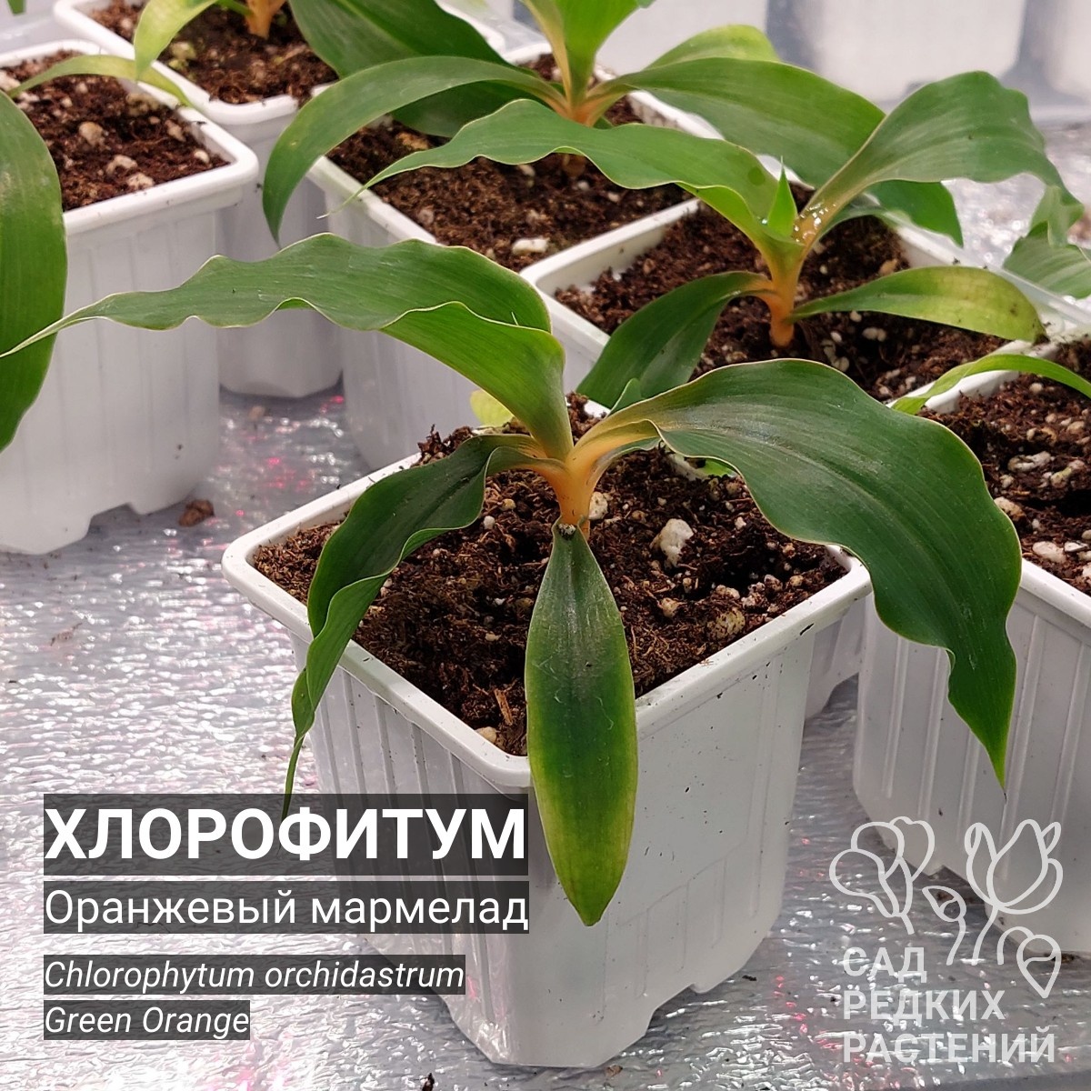 Хлорофитум Оранжевый мармелад Chlorophytum orchidastrum Green Orange