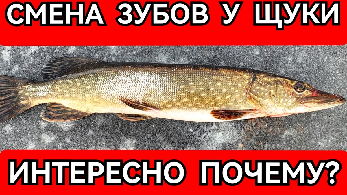Поймали щуку в декабре 2024 года. а она оказалась без зубов!
