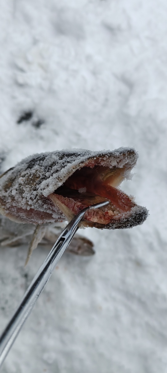 #щукабеззубов, #жерлицы, #зимняярыбалка, #РыбалкаНаЛьду, #