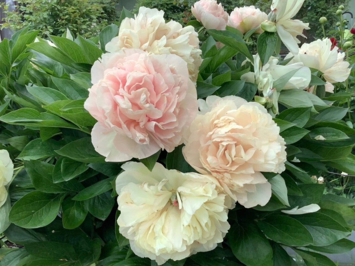 Селекционер Krupke (Швеция, 1999)