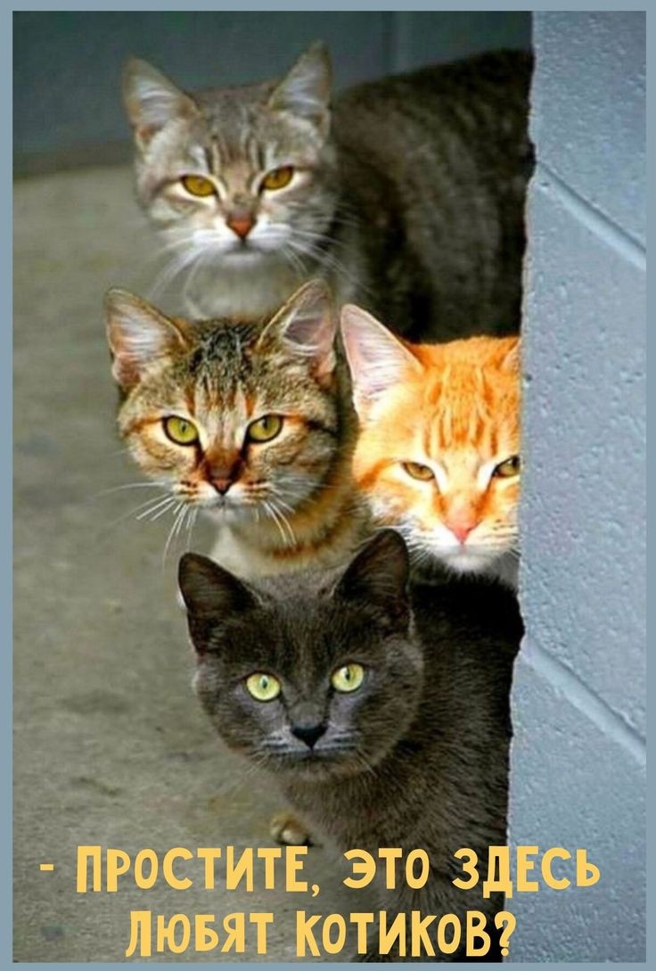 Вот такая у нас компания! Серая - это вредина Буська!