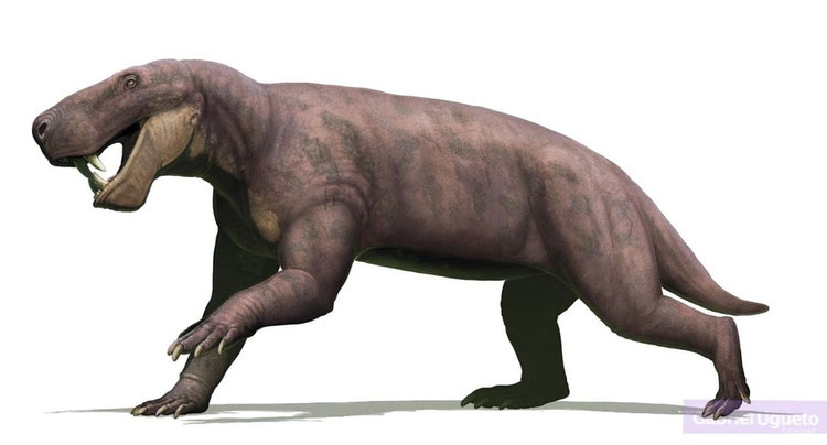 Иностранцевия александри, арт.