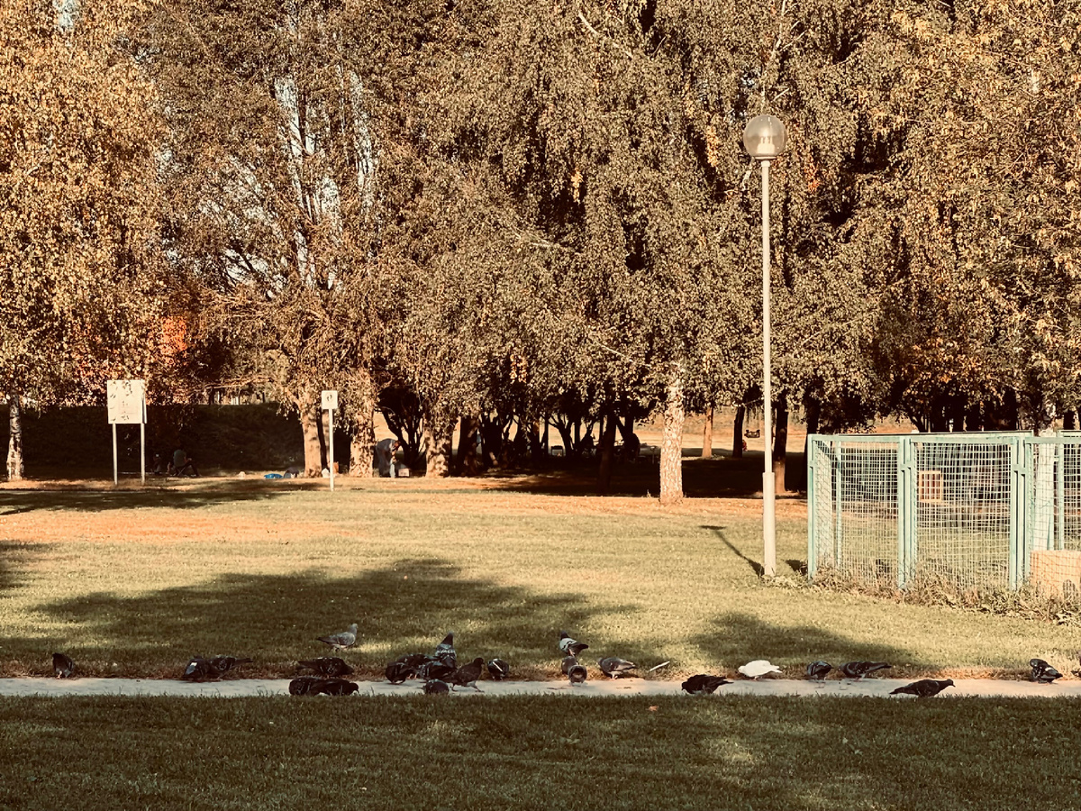 Когда нет фото динозавра 😁 а может, кто-то найдет на фото?)