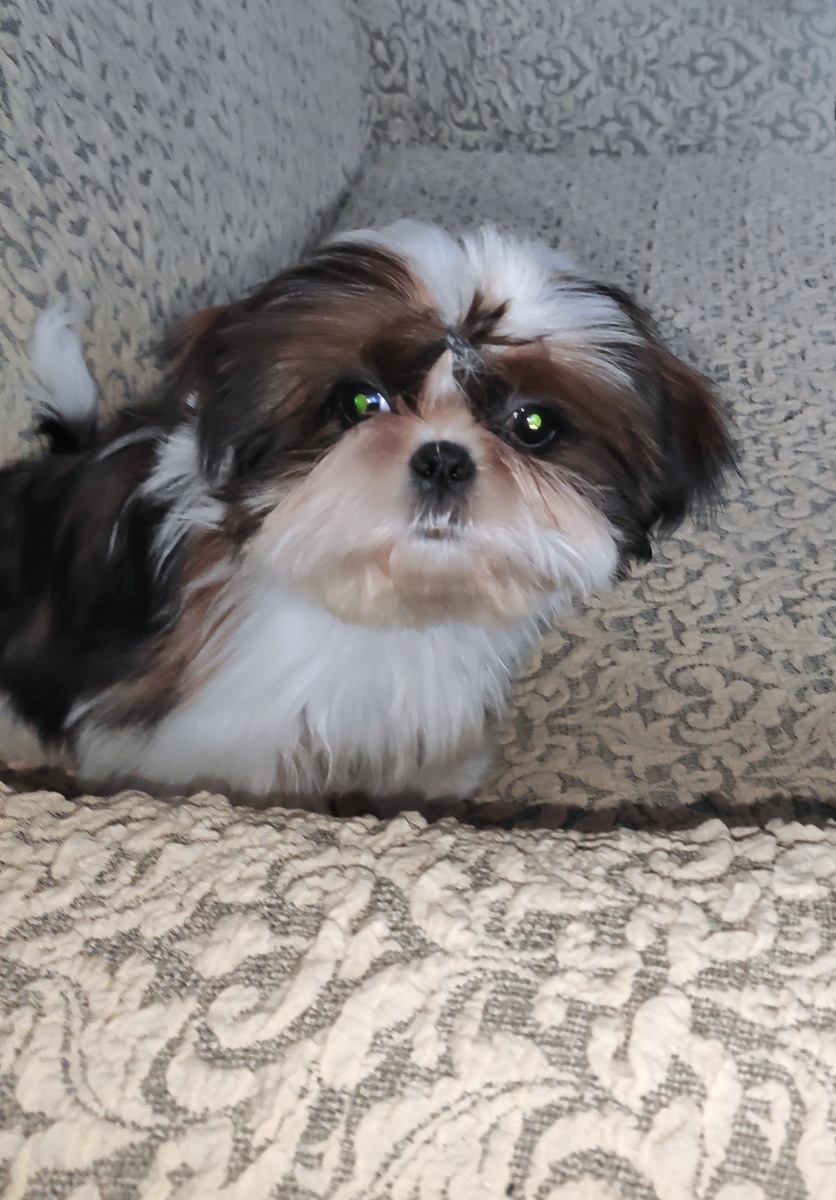 Ши тцу Джеки, уже пытаемся завязать резиночку на чубчик