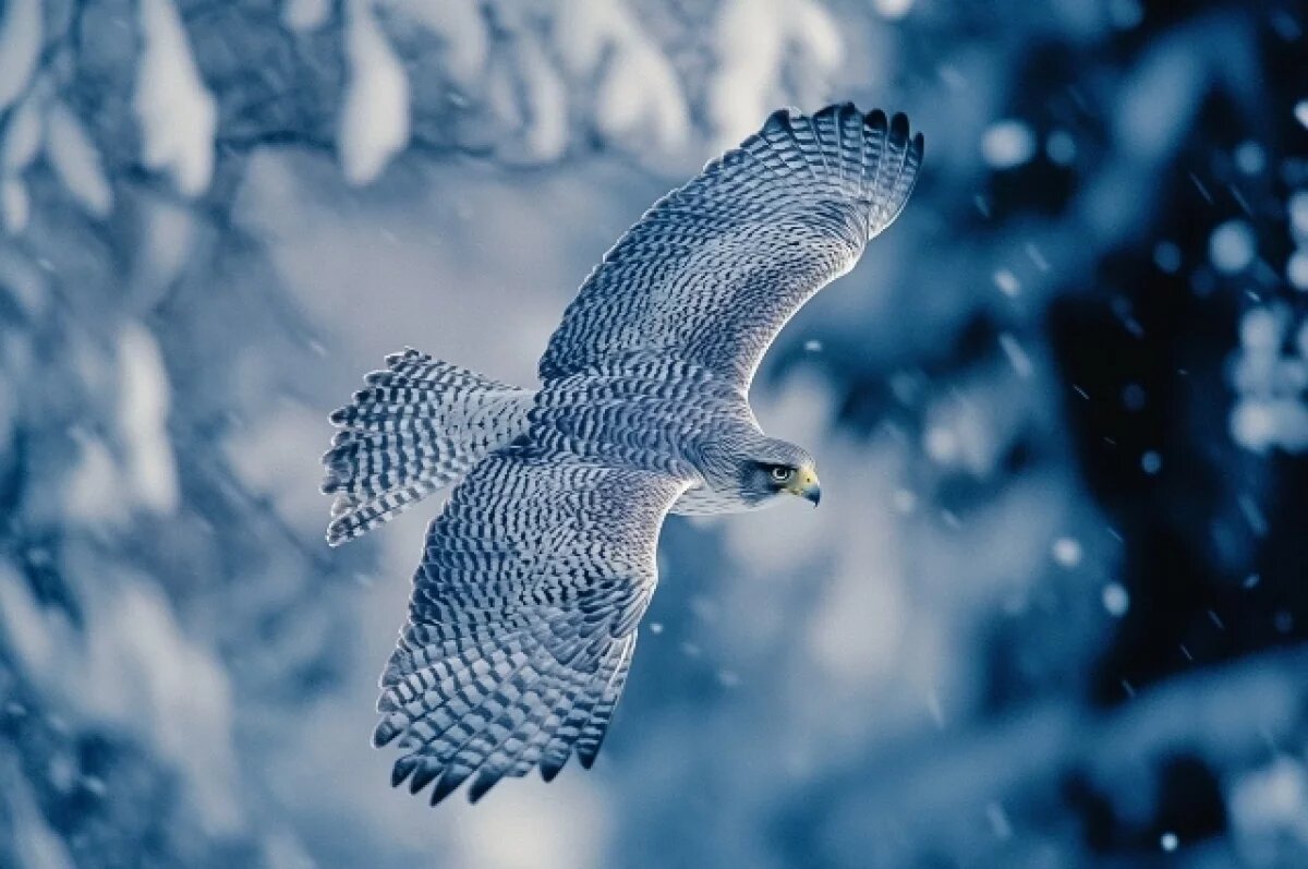    В Хабаровске в центре города силовики схватили торговцев редкими хищниками