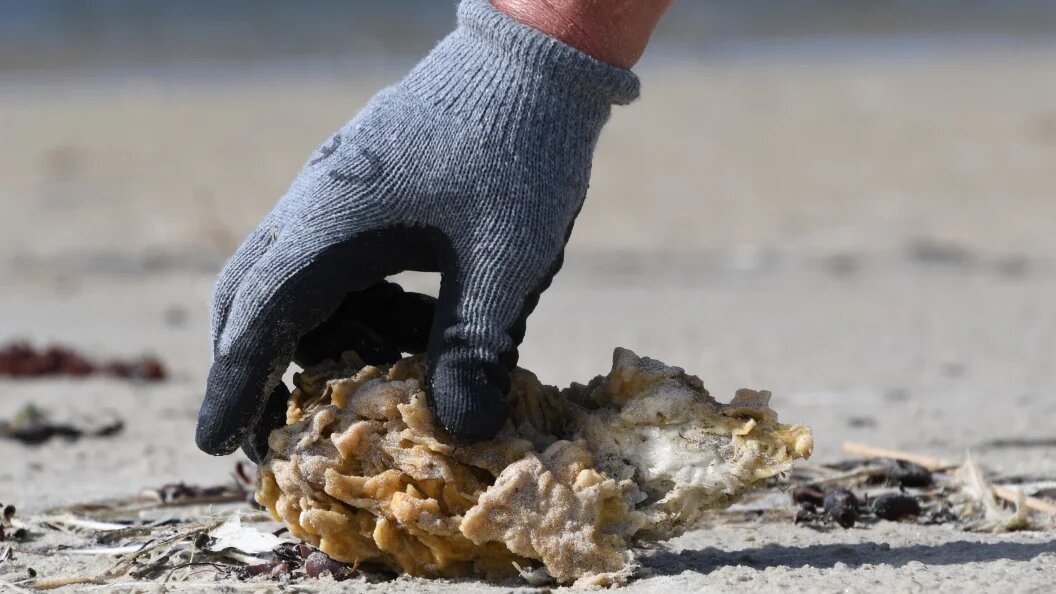    Carmen Jaspersen/dpa/Globallookpress