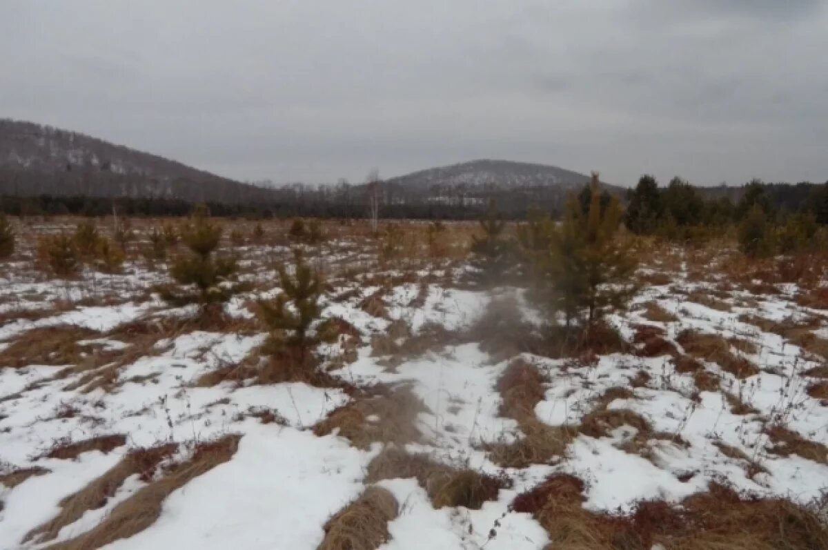    В Емельяновском районе заросло более 20 гектаров заброшенной земли