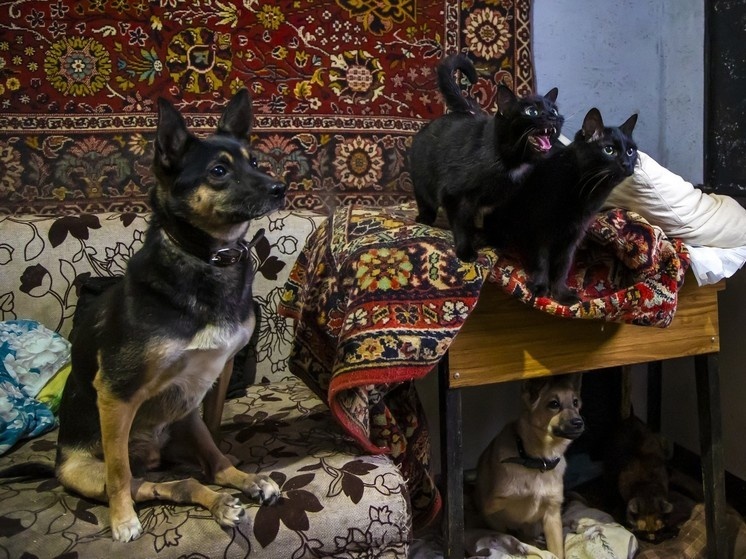     Фото Юлии Боровиковой ("Вечерний Челябинск")