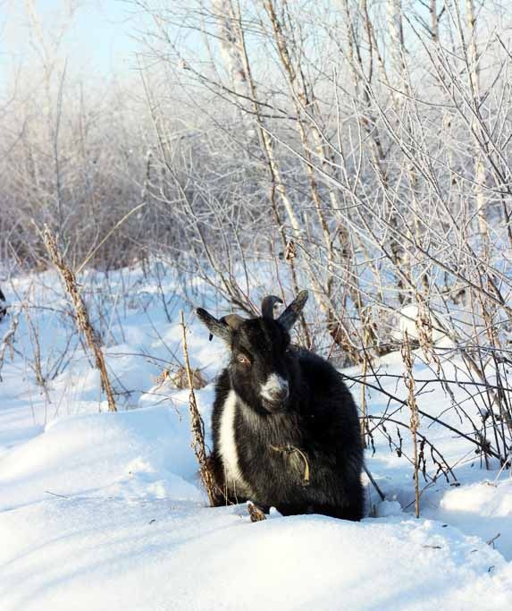 зимой козам гулять не сладко