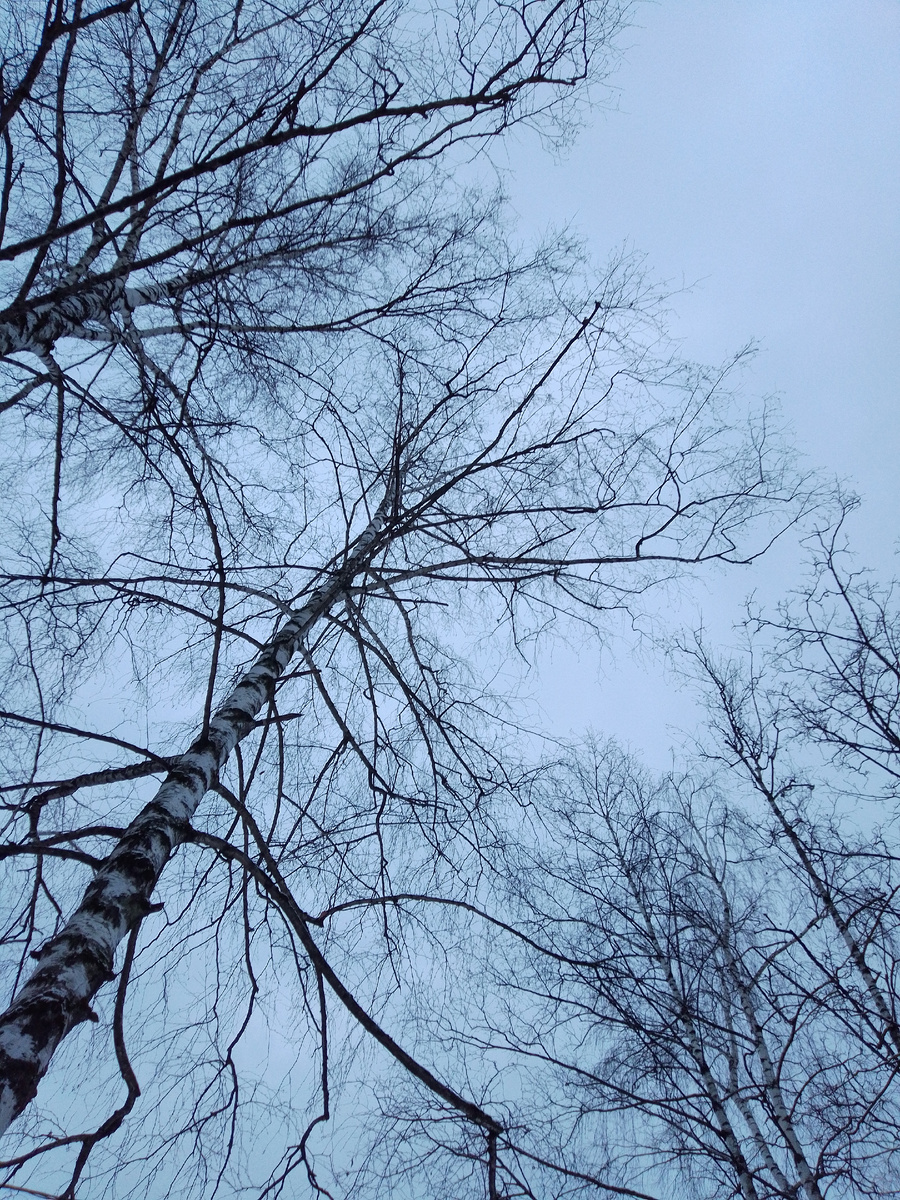 Просто березка