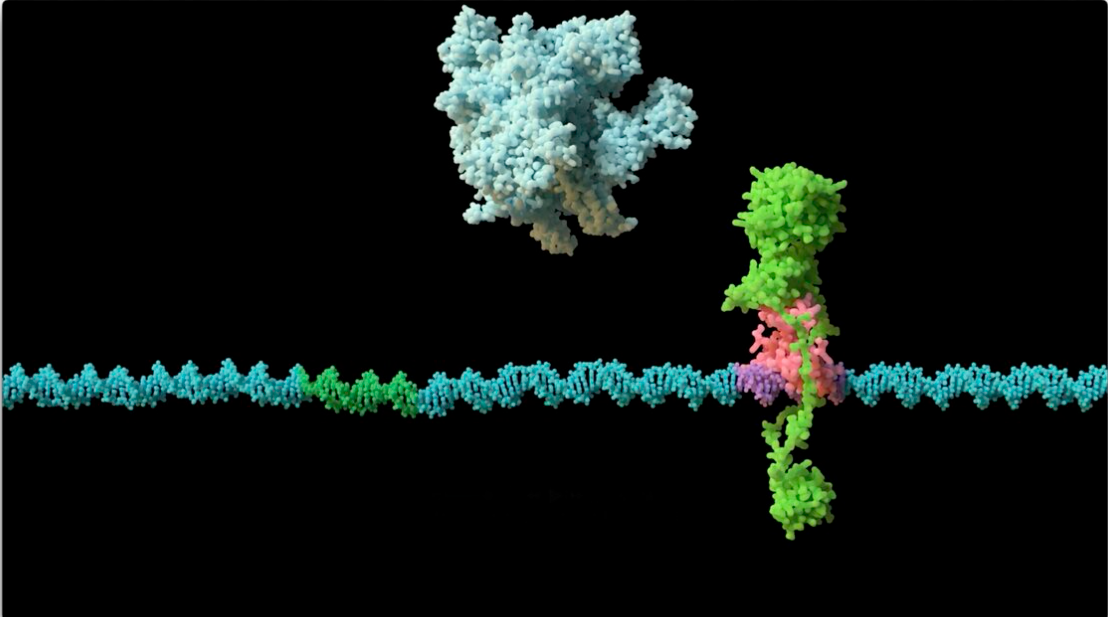 Белок KorB (зеленый) задерживается своим партнером белком KorA (розовый) на плазмидной ДНК (голубая). Это мешает РНК-полимеразе (серая) связывать ДНК и в конечном итоге приводит к репрессии генов. Иллюстрация: Matthew Clark.