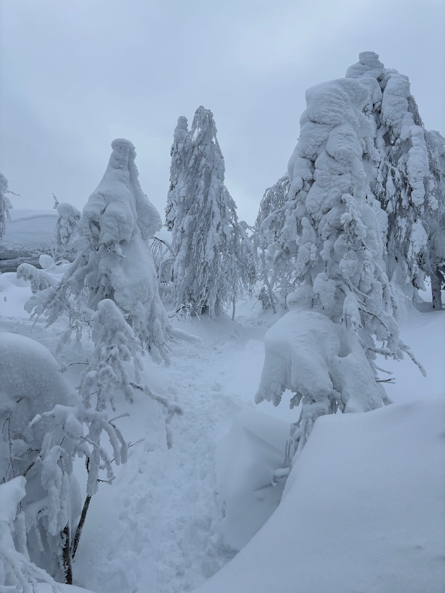 Заснеженные деревья, Пермский Край