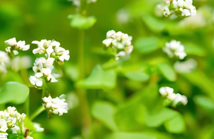    Как растения защищаются от патогенов: роль кальция и киназ