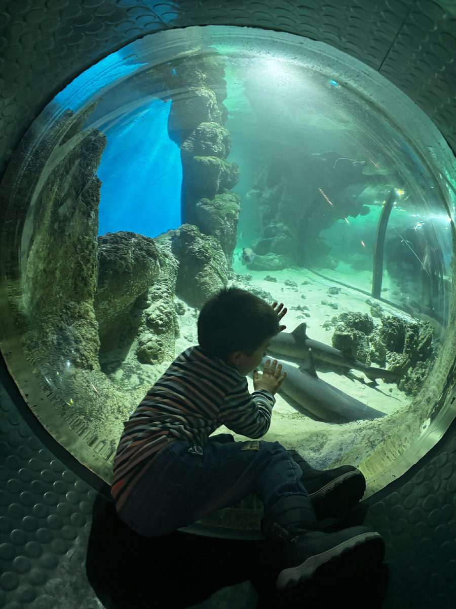 На фоне акул