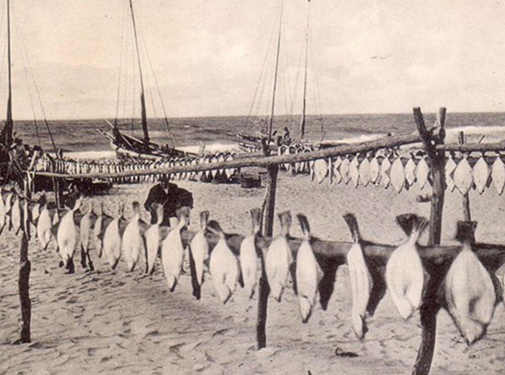 Выловленная камбала. Кранц, 1913 г