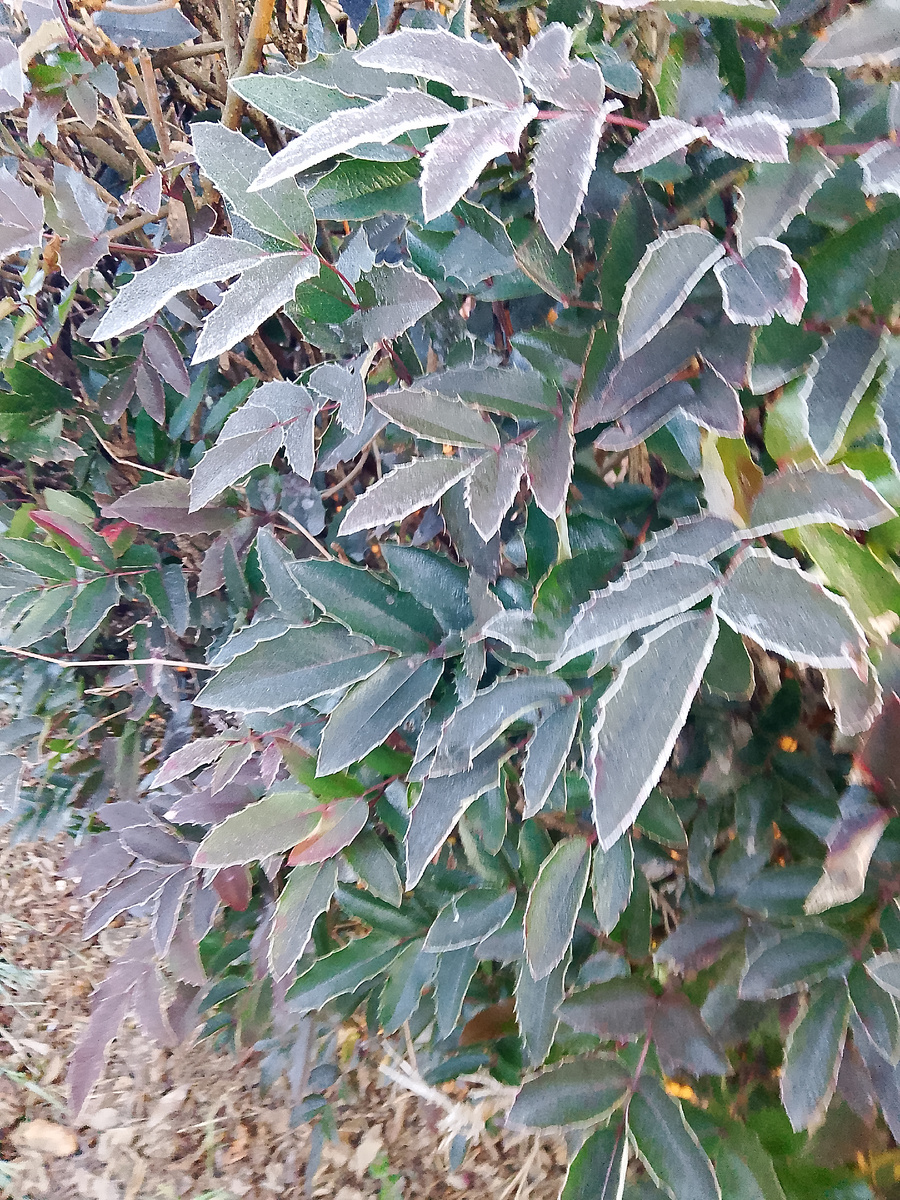 Листочки в заморозке. Фото личное.