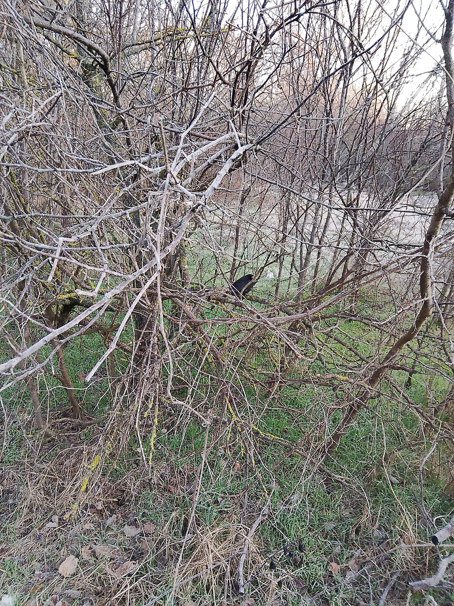 Птичка на веточке. Фото личное.