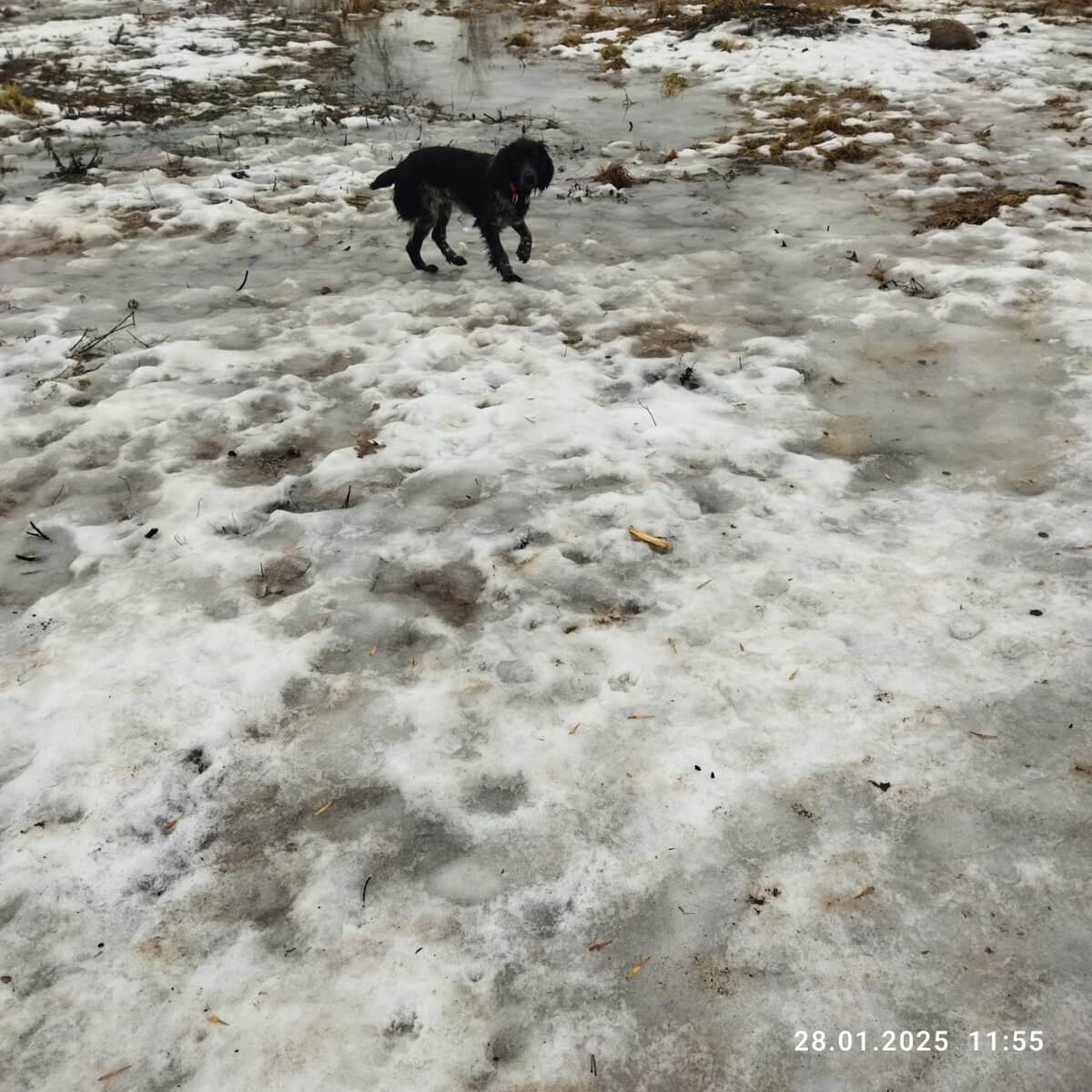 Дата фото - на фото - 28 января. Школьный двор, здесь бегают только собаки. Листайте