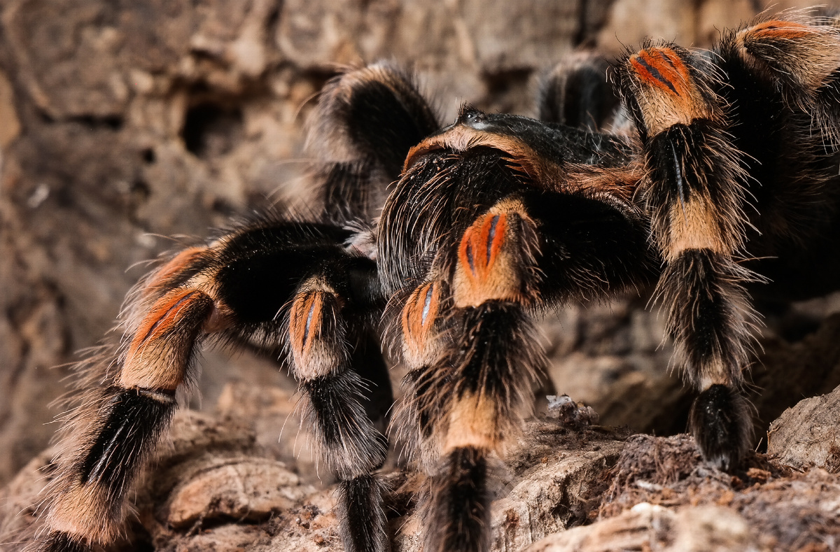 Паук птицеед Brachypelma smithi