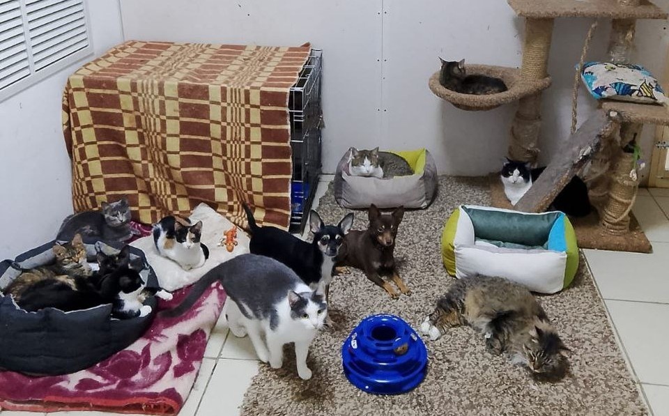    Питомцы в ожидании нового здания интерната. Фото: Предоставлено КП