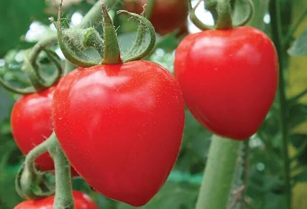 Клубничка F1