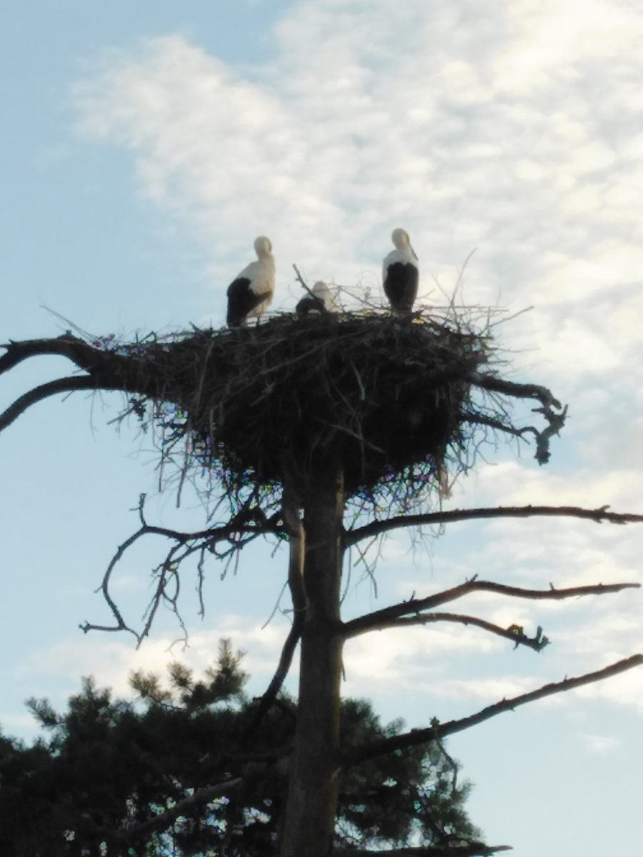 Вот под этим гнездом
Пел, играл у костра,
Иногда под дождём,
Иногда до утра.